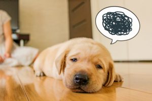 NBABS1 放送予定